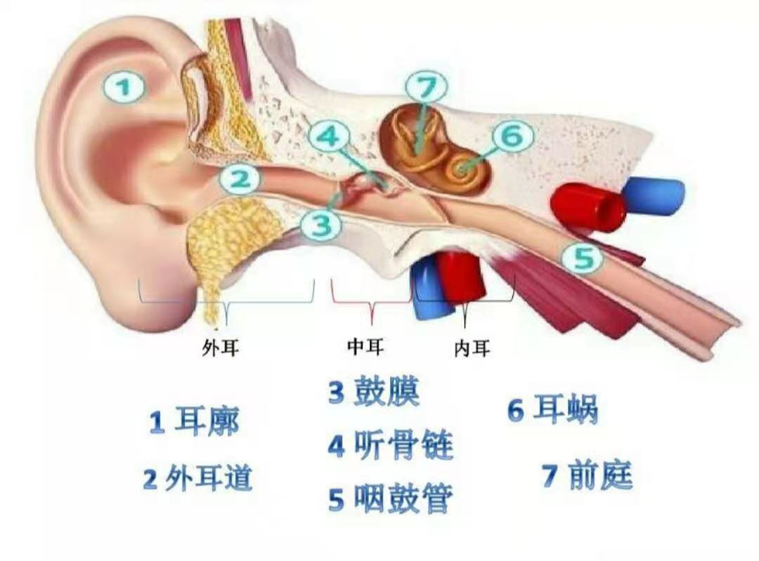 图1-21 鼓膜和听小骨-临床解剖学-医学