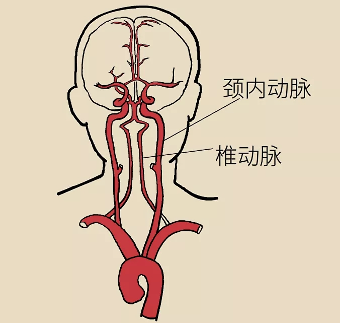 颈动脉走向示意图图片