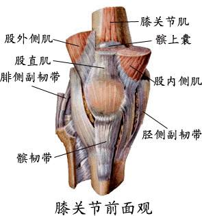 膝关节肌肉结构图图片